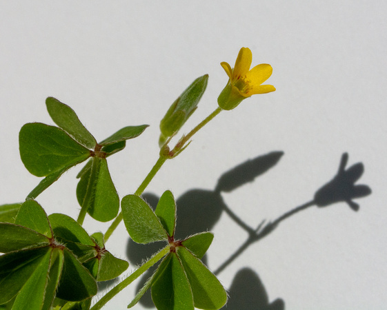 Woodsorrel - Oxalis sp.