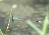 Rambur's Forktail - Ischnura ramburii