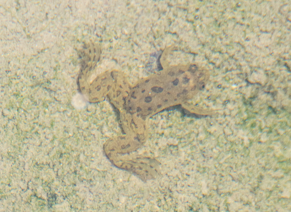 African Clawed Frog - Xenopus laevis