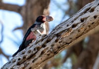 Lewis's Woodpecker - Melanerpes lewis