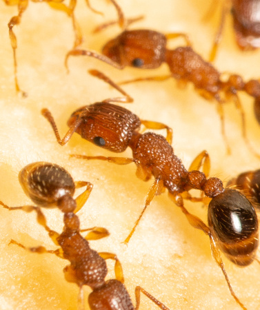 Guinea ant - Tetramorium bicarinatum