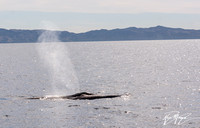 Fin Whale- Balaenoptera physalus