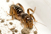 Jerusalem cricket - Ammopelmatus sp.