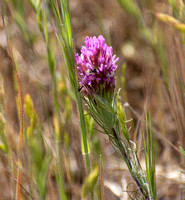 Owl's Clover - Castilleja exserta