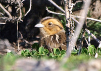 Nelson's Sparrow - Ammodramus nelsoni