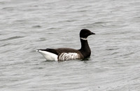 Brant - Branta bernicla