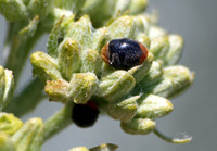 Mealy bug destroyer - Cryptolaemus montrouzieri