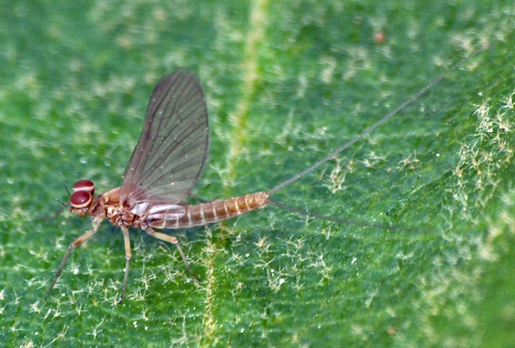 Mayfly  - Baetis sp.