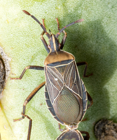 Cactus coreid - Chelinidea vittiger