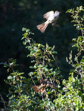 Ash-throated Flycatcher - Myiarchus cinerascens