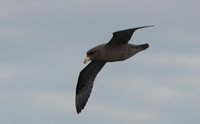 Northern Fulmar - Fulmarus glacialis