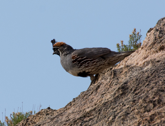 Gambel's Quail - Callipepla gambelii