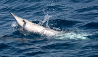 Long-beaked common dolphin - Delphinus capensis