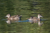 Blue-winged Teal - Anas discors