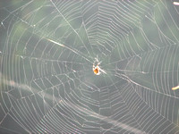 Orb web