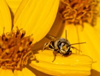 Sweat bee 2 - Halictus sp.