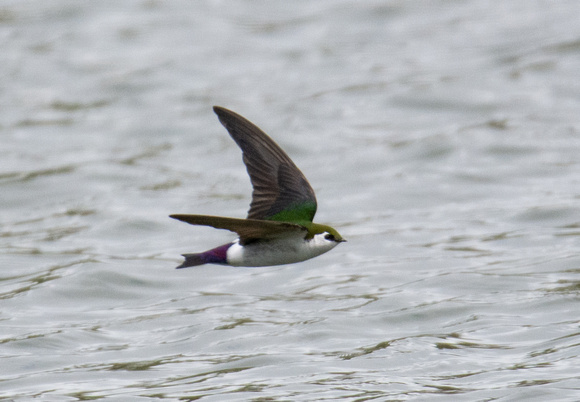 Violet-green Swallow - Tachycineta thalassina (male)