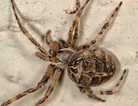 Bridge spider - Larinioides sclopetarius