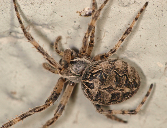 Bridge spider - Larinioides sclopetarius