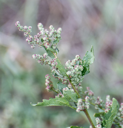 Goosefoot