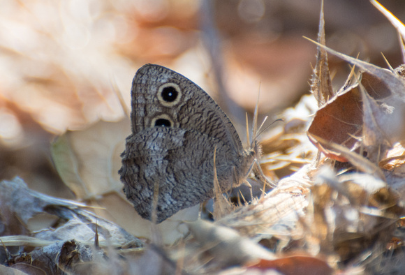 Great Basin Wood Nymph - Cercyonis sthenele