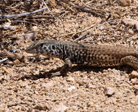 Great Basin Whiptail - Aspidoscelis tigris tigris