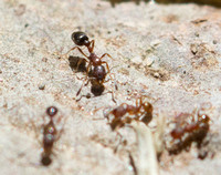 Guinea ant - Tetramorium bicarinatum