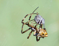 Silver argiope - Argiope argentata
