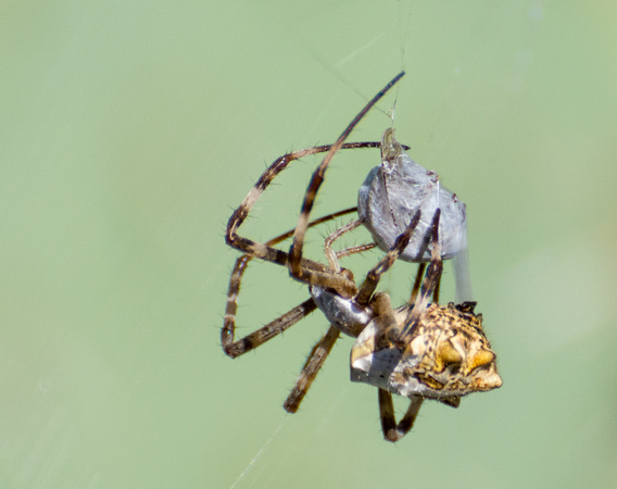 Silver argiope - Argiope argentata