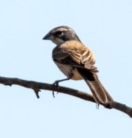 Black-throated Sparrow - Amphispiza bilineata