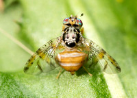 Mediterranean fruit fly (Medfly) - Ceratitis capitata