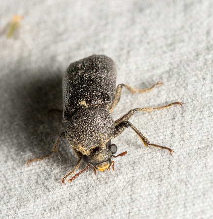 Powderpost Bostrichid - Amphicerus cornutus