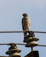 Cooper's Hawk - Astur cooperii
