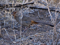 California Towhee - Melozone Crissalis