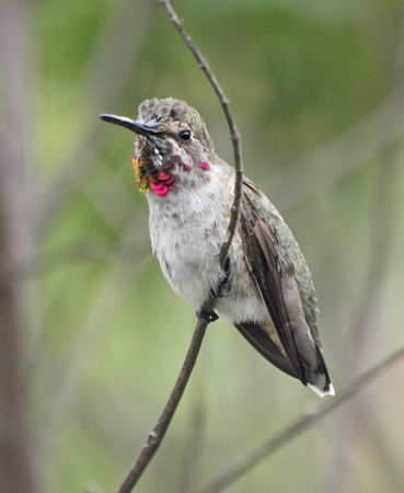 Anna's Hummingbird - Calypte anna