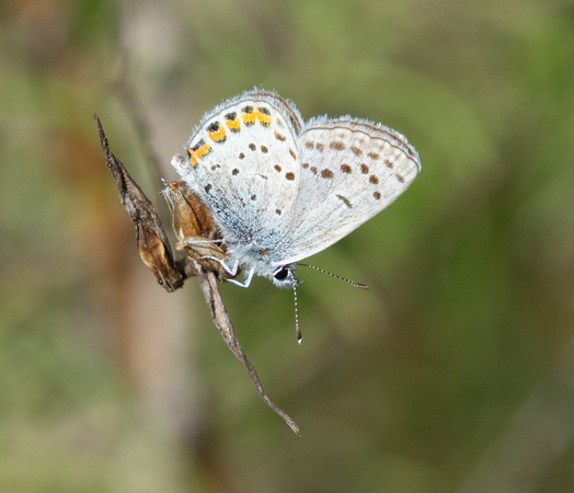 Acmon blue - Icaricia acmon