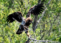 Bald Eagle - Haliaeetus leucocephalus