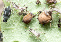 Melon aphid - Aphis gossypii 'mummies' after being parasitized