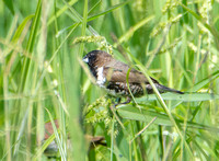 Bronze Mannikin - Spermestes cucullata