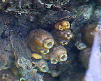 Sponges and Tunicates under the bridge