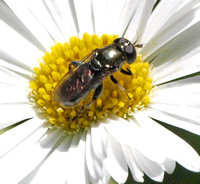 Flower fly - Unidentified sp.