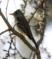 Greater Pewee - Contopus pertinax