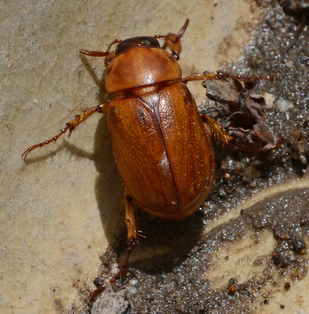 Masked Chafer  - Cyclocephala sp.