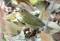 Swainson's Thrush - Catharus ustulatus