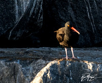 Black Oystercatcher - Haematopus bachmani