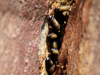 Australian tortoise beetle - Trachymela sloanei