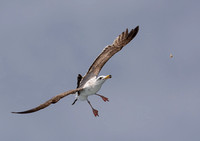 Western Gull - Larus occidentalis