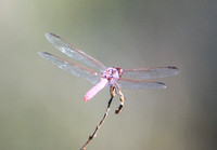 Roseate Skimmer - Orthemis ferruginea