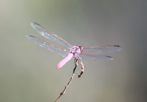 Roseate Skimmer - Orthemis ferruginea