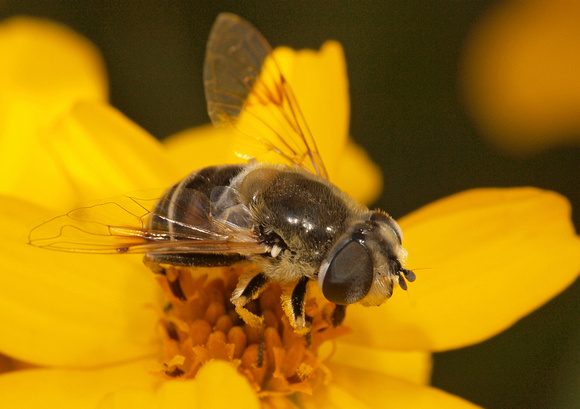Drone fly - Eristalis or Palpada sp.?